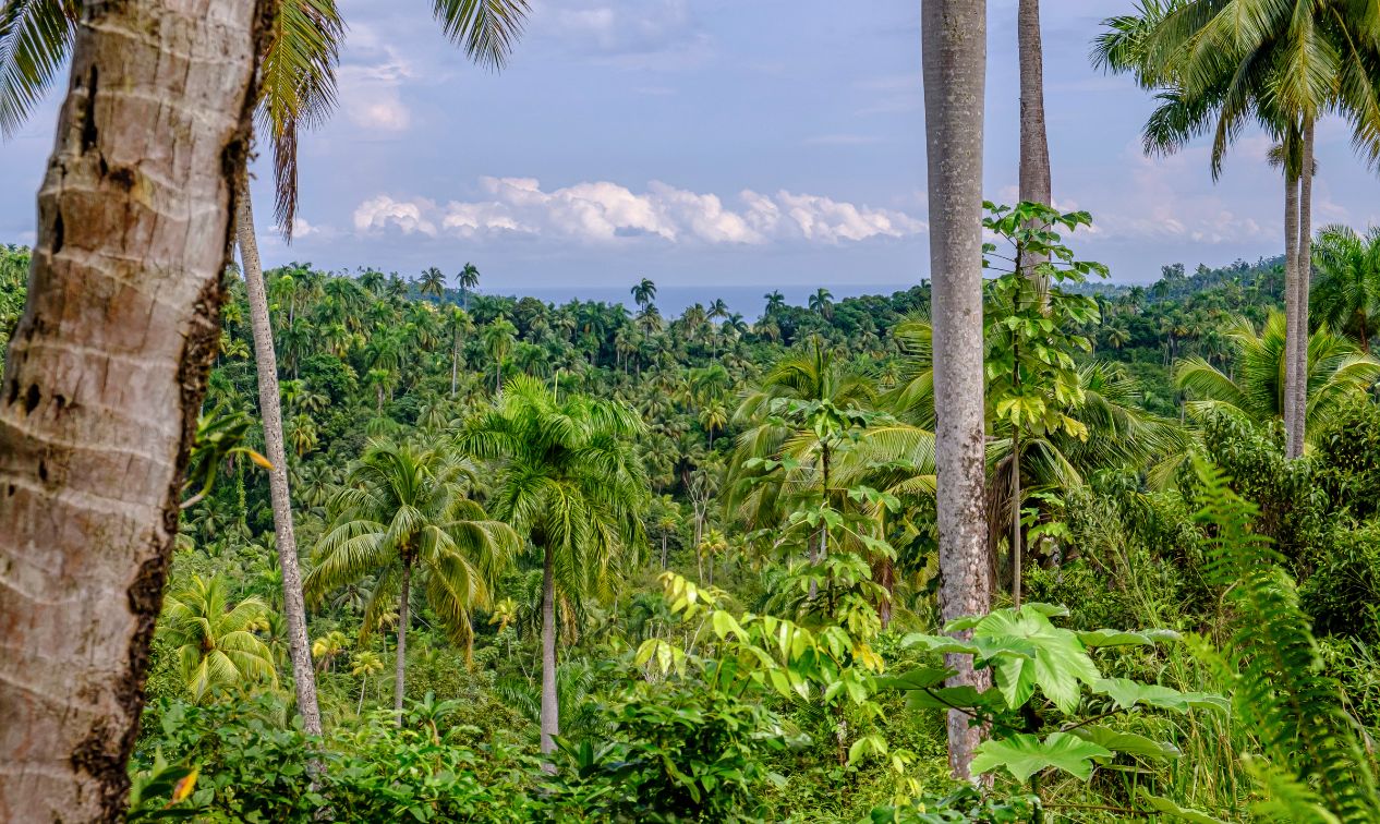 Parque Nacional Humboldt